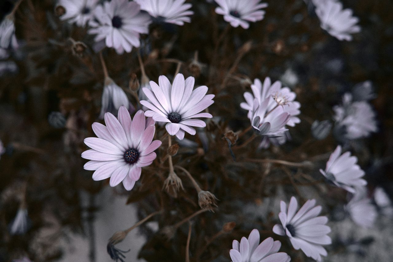 demo image